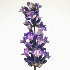 Burberry Goddess EdP Intense tuoksu 30 ml