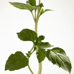 Burberry Goddess EdP Intense tuoksu 30 ml