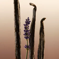 Burberry Goddess EdP tuoksu 50 ml