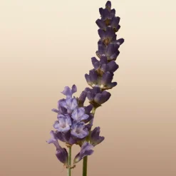 Burberry Goddess EdP tuoksu 50 ml