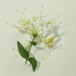 Burberry Her EdT tuoksu 30 ml