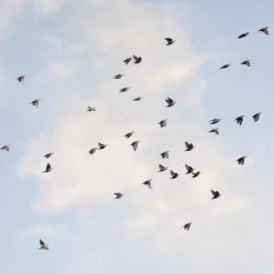 Burberry Her Parfum 30 ml -tuoksu