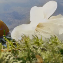 Chloé Nomade EdP tuoksu 30 ml