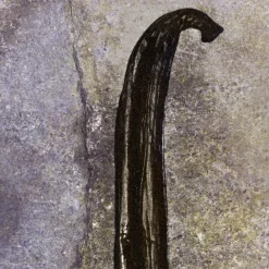 Chloé Nomade Nuit d´egypte EdP tuoksu 30 ml