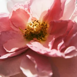 Chloé Signature EdP Intense tuoksu 30 ml