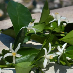 Dolce & Gabbana Devotion EdP tuoksu 30 ml