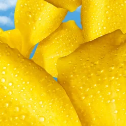 Escada Yum Me Sunny EdP 100 ml -tuoksu