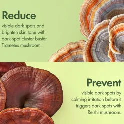 Origins Dr. Weil Mega-Mushroom Dark Spot Brightening Moisturizer -kosteusvoide 50 ml